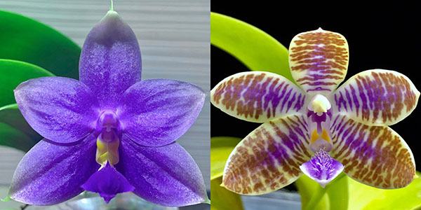 Phalaenopsis SWR GV X lueddemanniana blue