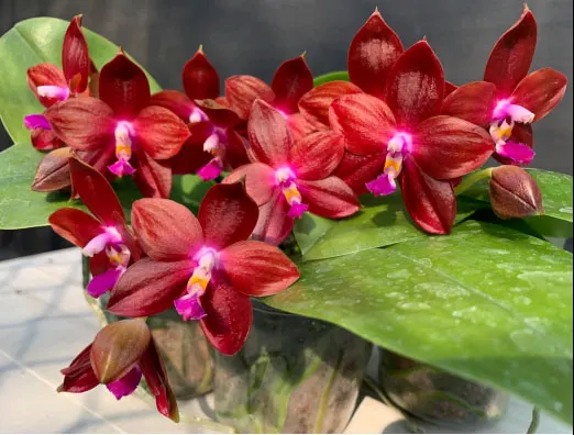 Phalaenopsis Tying Shin Fly Eagle 'Red'