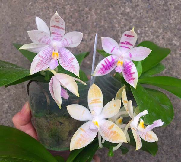 Phalaenopsis Penang Violacea x tetraspis