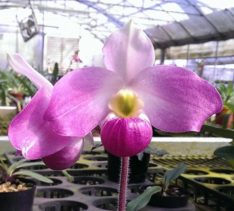 Paphiopedilum vietnamense 'Flora' x sib 'Showshan'