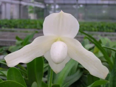 Paphiopedilum ang-thong var alba 'Snow Elf' x stonei var alba 'formosa'