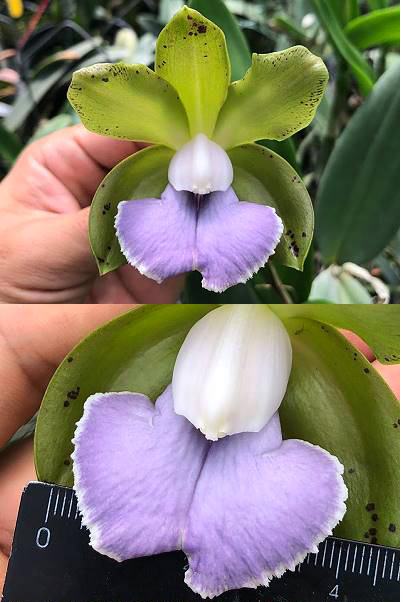 Cattleya bicolor coerulea