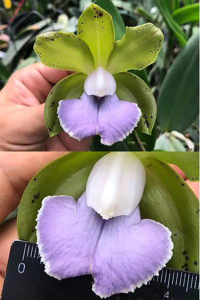 Cattleya bicolor coerulea
