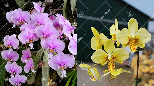 Phalaenopsis schilleriana (silver leaves) x stuartiana var nobilis