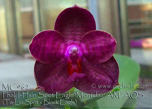 Phalaenopsis I-Hsin Spot Eagle 'Montclair'