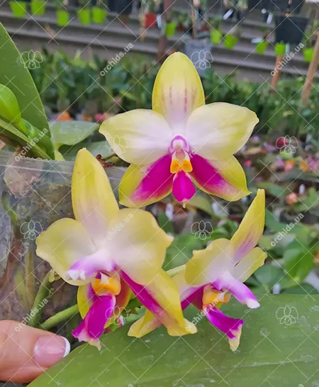 Phalaenopsis (Yaphon Evergreen x  Zheng Min Muscadine ) 'Red Ribbon'