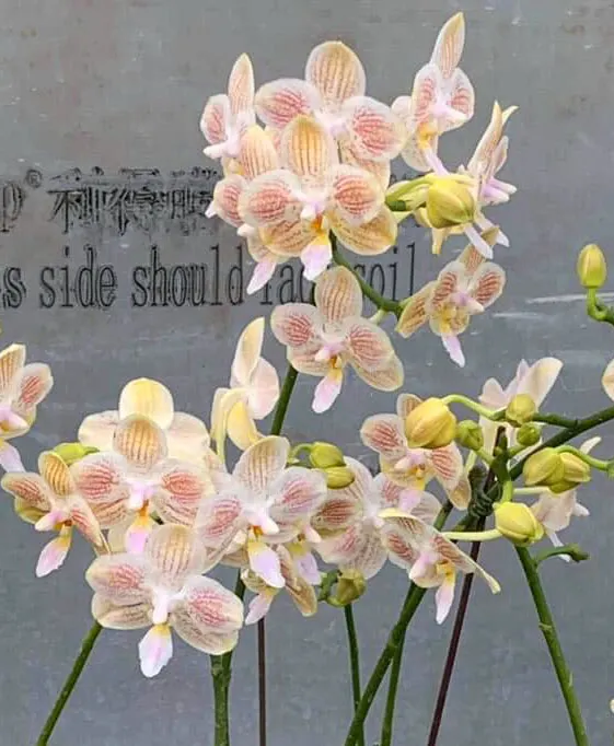 (Phalaenopsis javanica x Yungho Gelb Canary) x celebensis