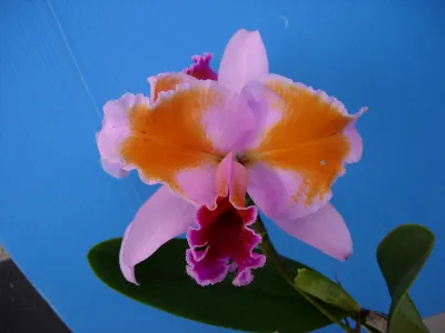 Cattleya percivaliana fma pelorica 'Hercules'