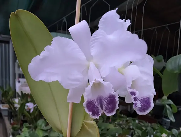 Cattleya warneri coerulea (CW-1864)