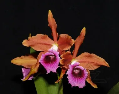 Laelia tenebrosa 'Surpresa' x SELF