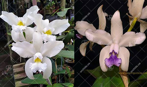 Cattleya amethystoglossa alba 'Vitoria' x amethystoglossa coerulea sem pintas 'Vida Boa'