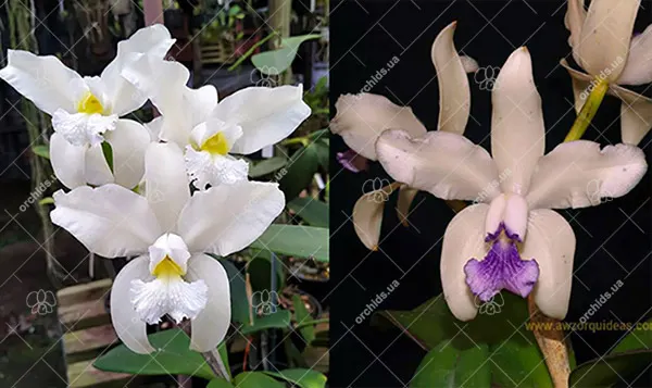 Cattleya amethystoglossa alba 'Vitoria' x amethystoglossa coerulea sem pintas 'Vida Boa'