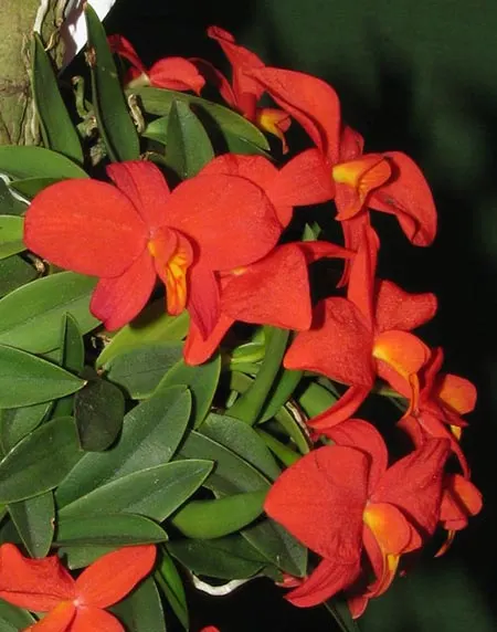 Sophronitis mantiqueirae