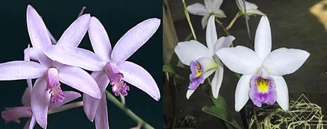 Laelia crispilabia coerulea x anceps coerulea