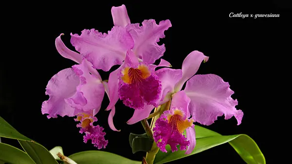 Cattleya gravesiana (lueddemanniana x mossiae)