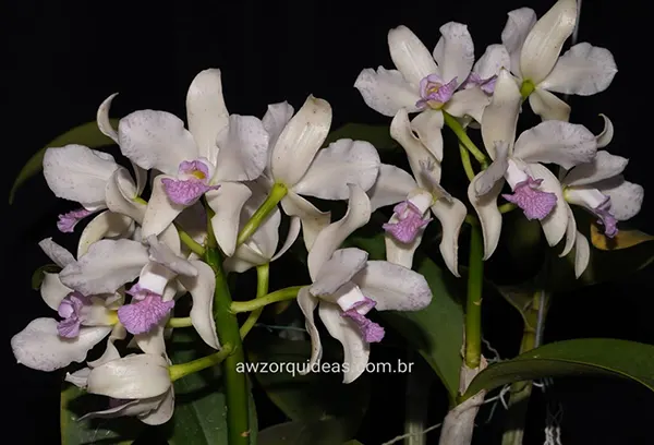 Cattleya amethystoglossa rosada 'Primavera' x self