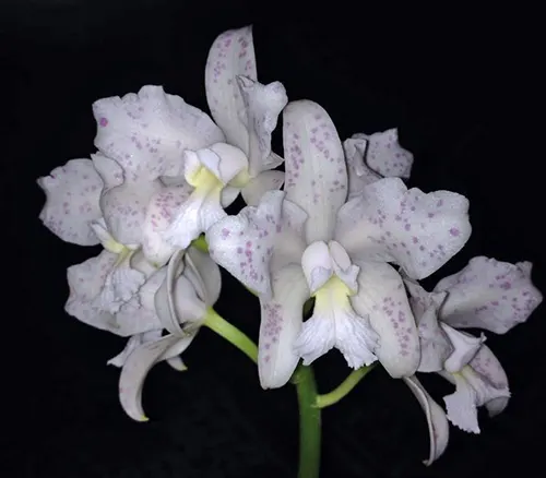 Cattleya amethystoglossa albescens 'Saira'