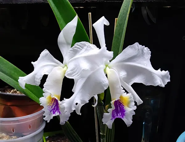 Cattleya mossiae semi-alba 'H&R'