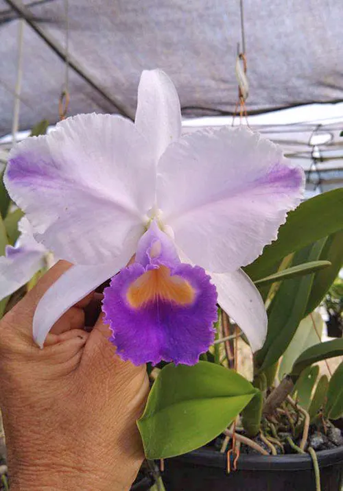 Cattleya trianae coerulea pincelada 'Arroyo'