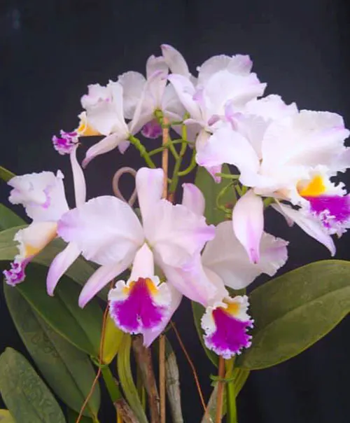Cattleya labiata semi-alba pincelada 'TH#30'