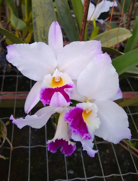 Cattleya labiata semi-alba pincelada 'TH#40'