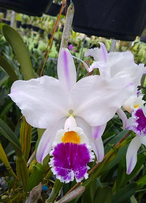 Cattleya labiata semi-alba pincelada 'TH#20'