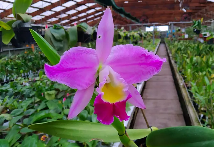 Cattleya eldorado flamea hybrid