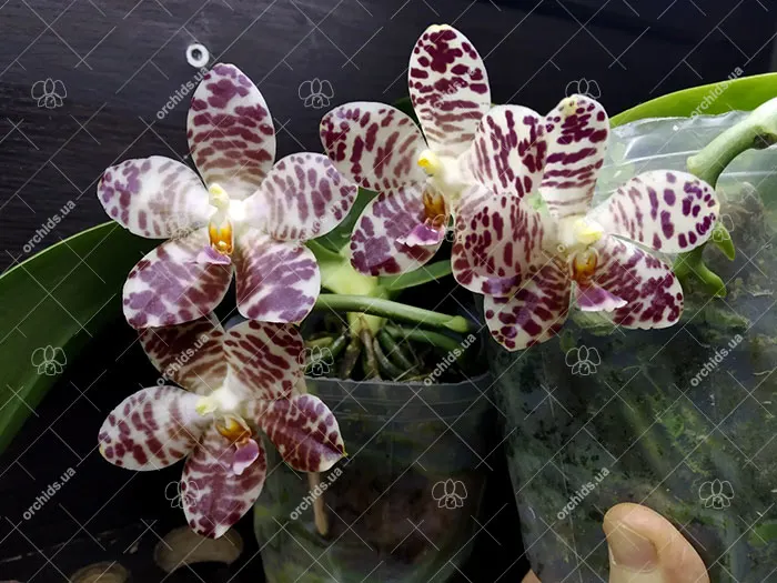 Phalaenopsis Yuanshan Girl 'Peter'