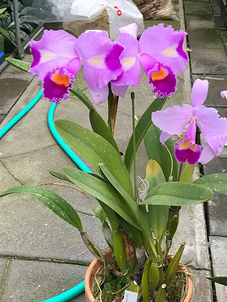 Cattleya trianae trilabelo 'Christmas Melody'