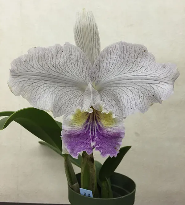 Cattleya lueddemanniana coerulea striata 'Dark Side Blue'