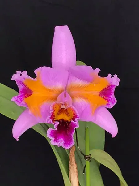 Cattleya percivalliana escura 'Black Desire' x pelorica 'Hercules'