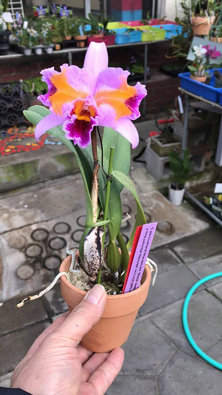 Cattleya percivalliana escura 'Black Desire' x pelorica 'Hercules'