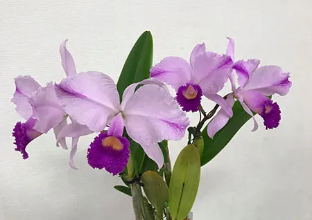 Cattleya trianae oscura orlata flamea 'Super Extacy'