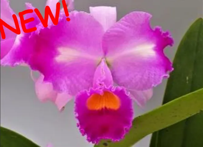 Cattleya trianae trilabelo 'Zipang'