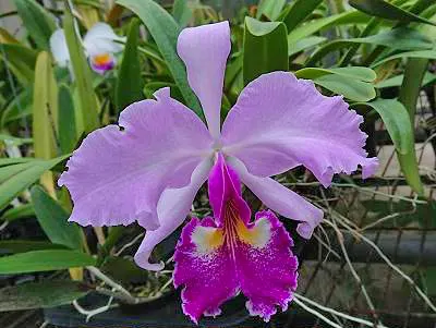 Cattleya warscewiczii select 'HIF03' x semi-alba 'Canaima's'