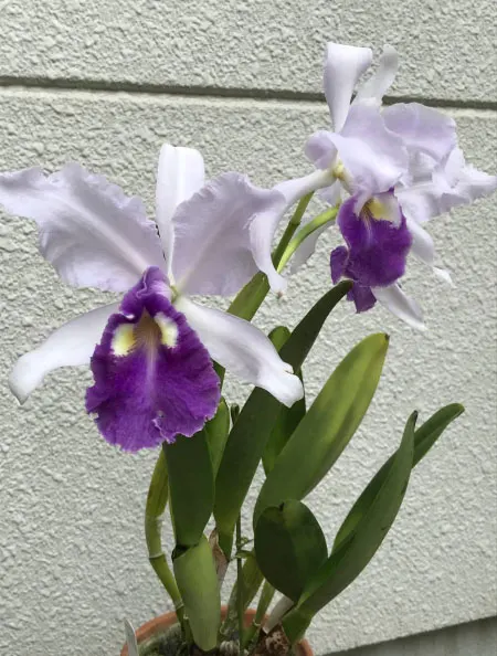 Cattleya warscewiczii coerulea 'Helena de Ospina' x self