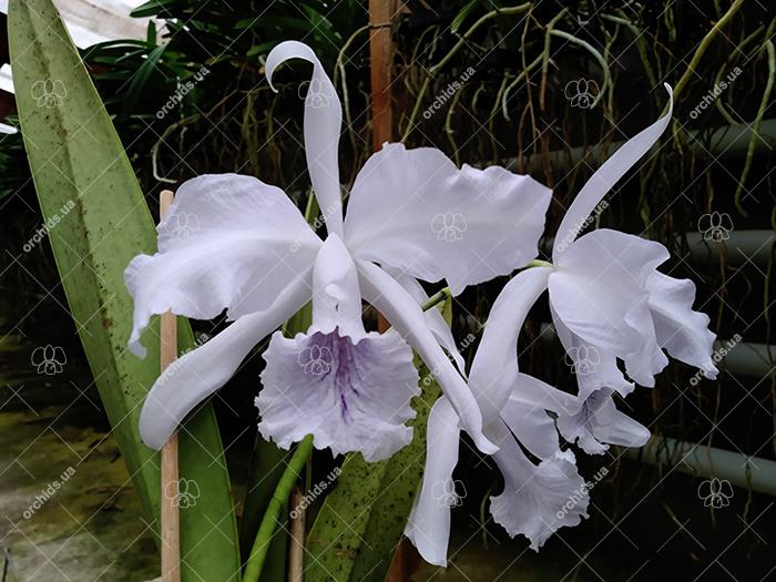 Cattleya Amazone Coerulea