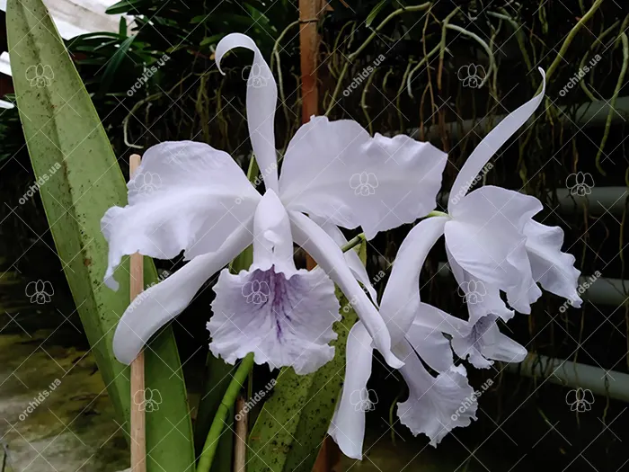 Cattleya Amazone Coerulea