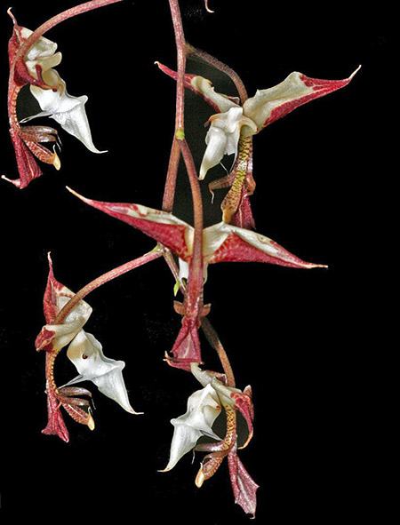 Gongora chocoensis
