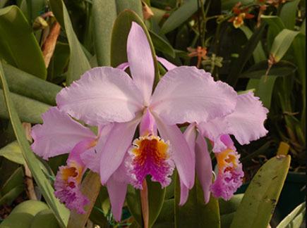 Cattleya mossiae