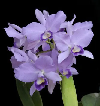 Cattleya bowringiana coerulea 'Fujiko' x labiata coerulea 'Azulao'