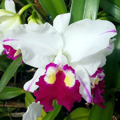 Cattleya warscewiczii semi-alba 'Fascination' x lueddemanniana semi-alba 'Cerro Verde'