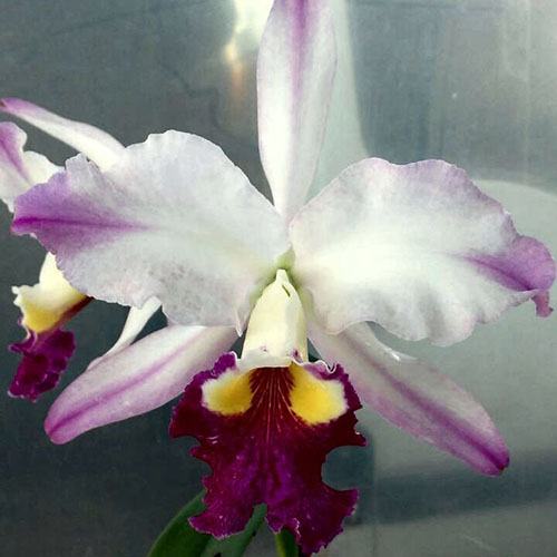 Cattleya warscewiczii semi-alba 'Fascination' x lueddemanniana semi-alba 'Cerro Verde'