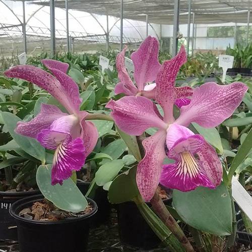 Cattleya schilleriana x walkeriana
