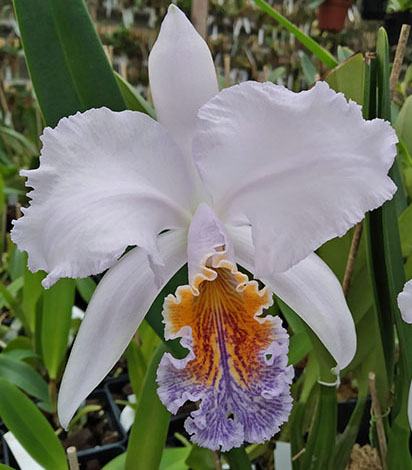 Cattleya mossiae coerulea 'K2234' x self