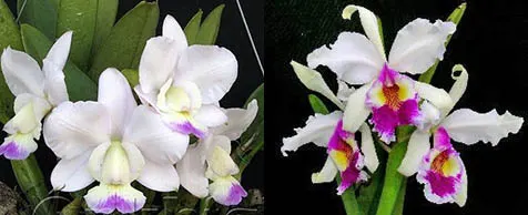 Cattleya walkeriana semi-alba 'Kenny' x warscewiczii semi-alba 'Olimpia'