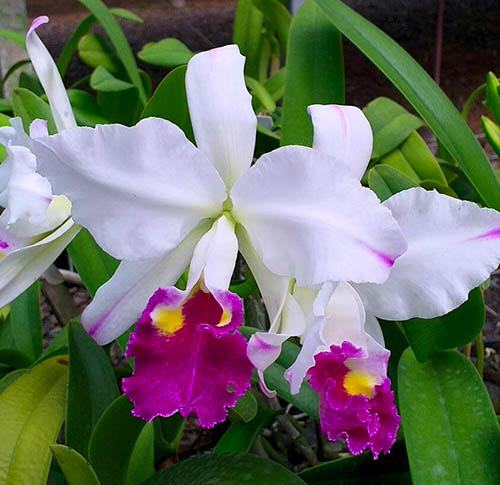 Cattleya lueddemanniana semi-alba 'Cerro Verde' x warscewiczii semi-alba 'FMB'