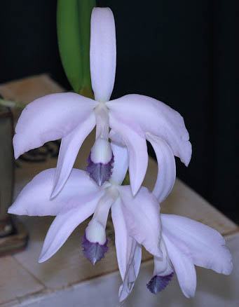 Laelia perrinii coerulea