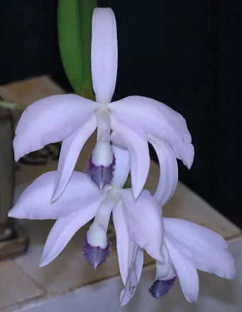 Laelia perrinii coerulea