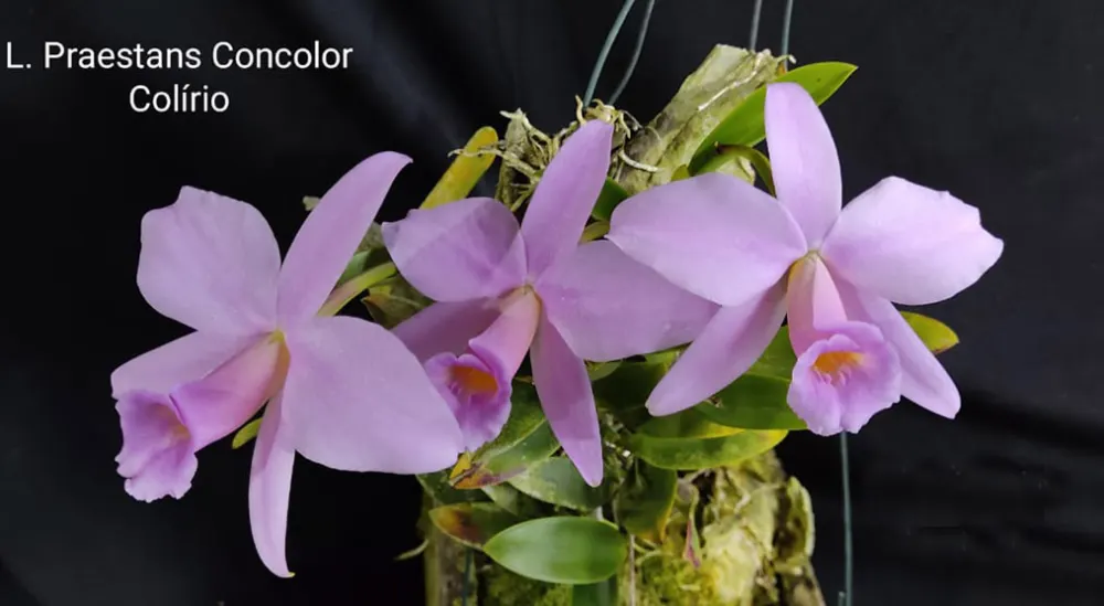 Laelia praestans concolor 'Colirio' x self